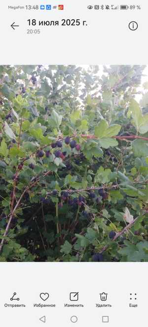 продаю ягоды