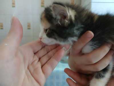 Кошечки в добрые руки