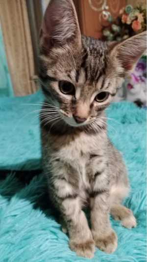 Дарю котят в добрые, надёжные руки!)