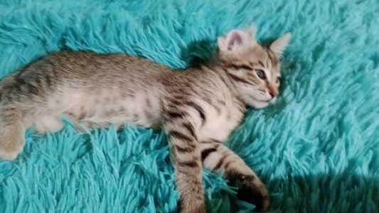 Дарю котят в добрые, надёжные руки!)
