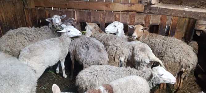 Овцы,ярки