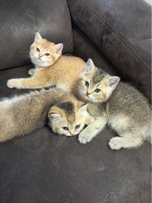 Котята британская шиншилла