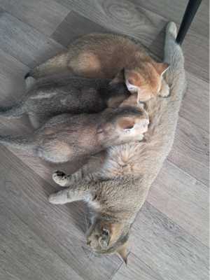 Котята британская шиншилла