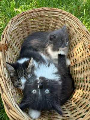 Отдам котят в добрые руки