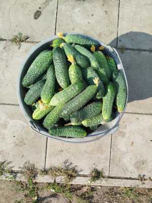 Свежие домашние огурчики