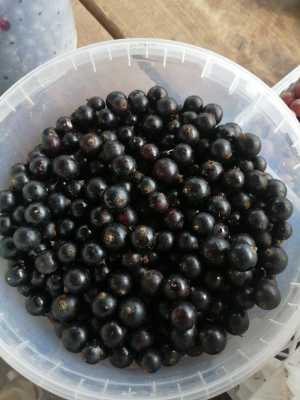 Смородина черная