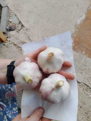 продается крупный чеснок
