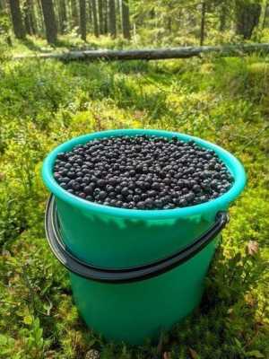 Черника свежая