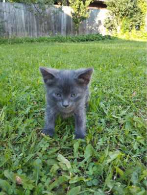 Маленькие котята