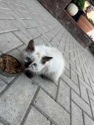 Отдам котёнка