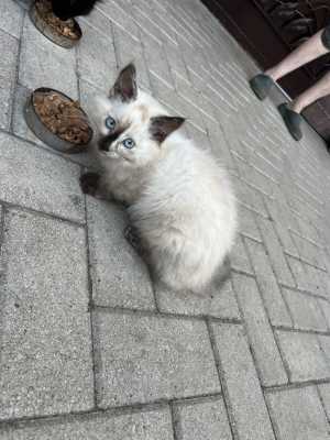Отдам котёнка
