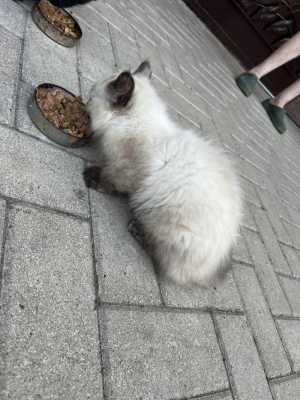 Отдам котёнка