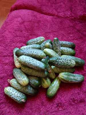 Домашние огурцы и помидоры