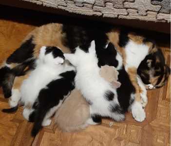 Очаровательные котята от шотланской кошки