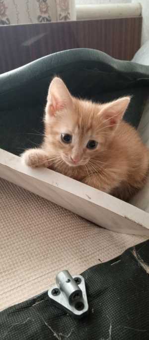 Котёнок