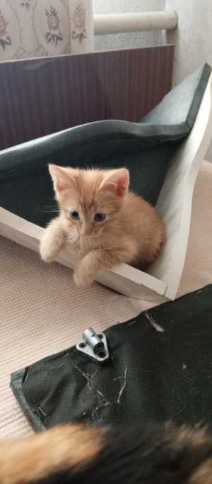 Котёнок