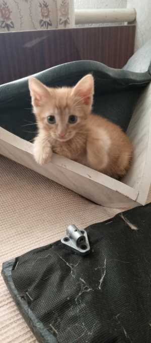 Котёнок