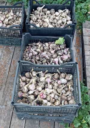 Чеснок новый урожай