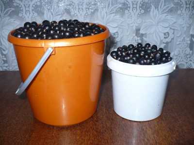 Продам вишню,черную смородину со своего участка