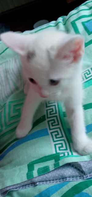 Отдам котенка ( кошку) 2 месяца