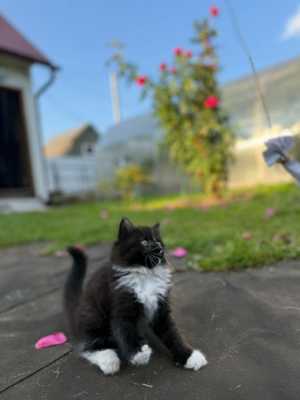Отдам котят в добрые руки