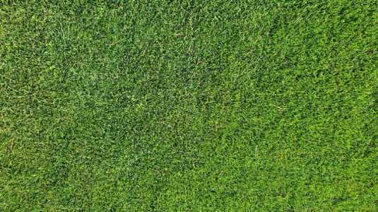 Газон. Консультации