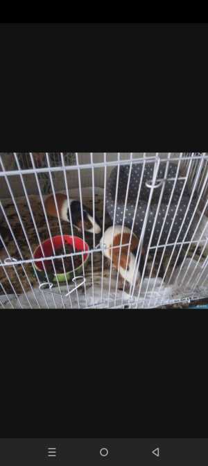 Морские свинки девочки