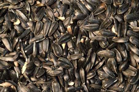Семечка подсолнуха