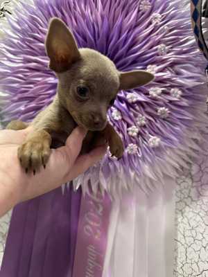 ���� ������� ������� ���
