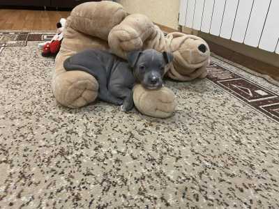 ������ ������ ��������