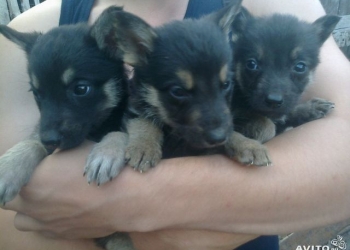 щенки