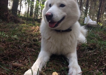 Пропал ХАСКИ (ЛАЙКА)