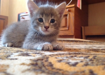 Отдам котят в хорошие руки