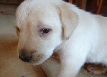 Продам лабродора