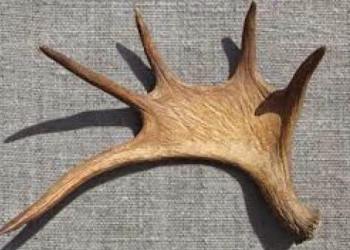 Приму рога лося
