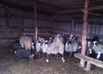 Овечья шерсть.