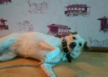 Отличная сука на вязку