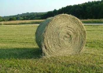 Сено в рулонах