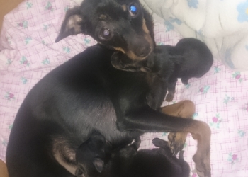 Красивые щеночки