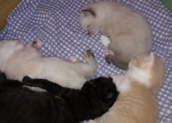 поиск по каталогу