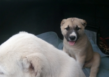 Щенки породы Алабай