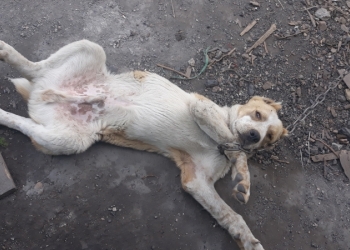 собака"Алабай".