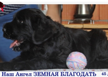 Щенки русского черного терьера