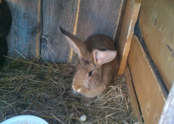 продаю кроликов