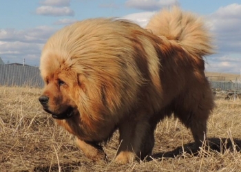 Вязка