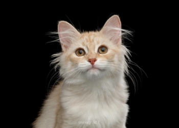 Сибирские котята
