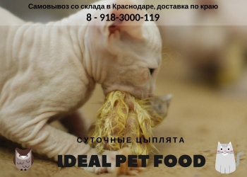 Суточные цыплята замороженные
