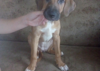 Щенки продаю.