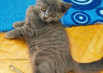 Котята