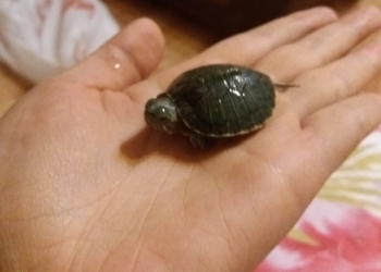 Продам черепаху